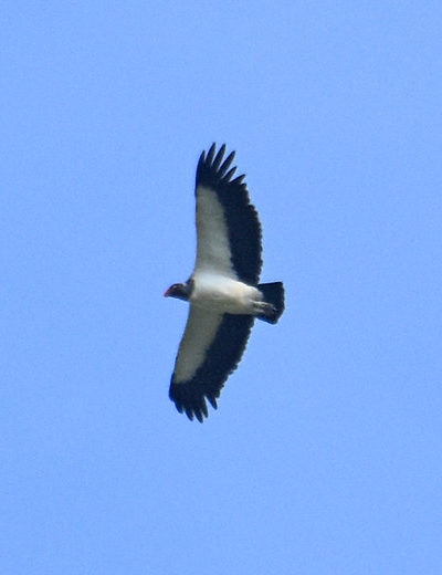 Roadside Hawk - Always Bring Binoculars