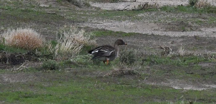 Rare Arctic Goose Captured in L.A. – 6,000 Miles From Home - LAmag -  Culture, Food, Fashion, News & Los Angeles